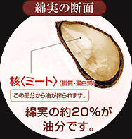 綿実の断面。綿実の約20％が油分です。